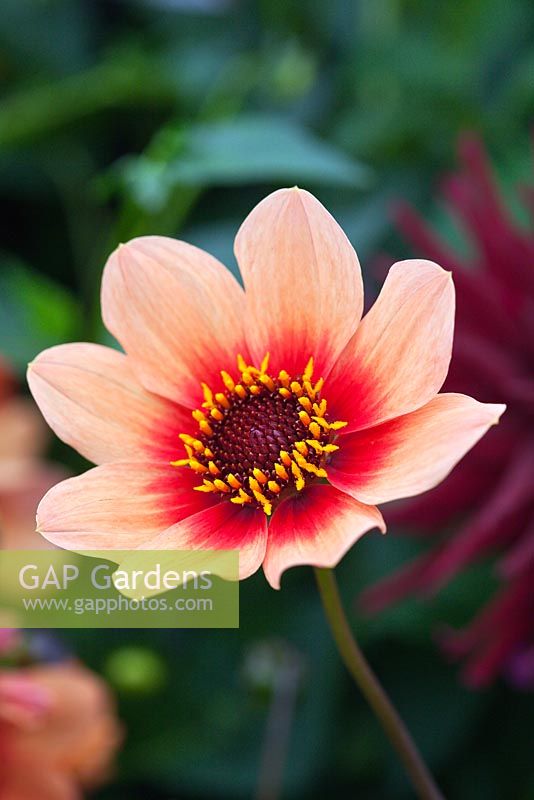 Dahlia 'Happy Single Date'