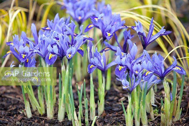Iris reticulata 'Harmony' and Acorus gramineus 'Ogon'