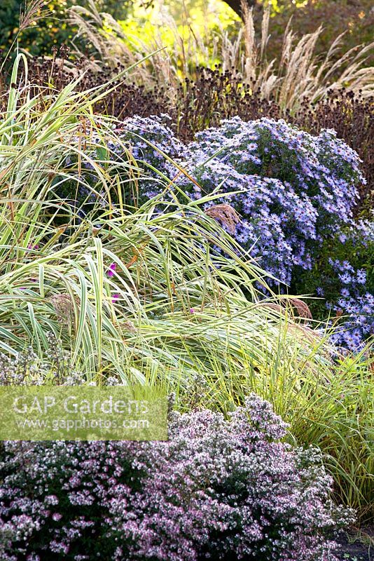 Miscanthus sinensis 'Dixieland' with Aster oblongifolius 'Raydon's Favorite' in The Summer Garden and National Miscanthus Collection at The Bressingham Gardens, Norfolk, UK