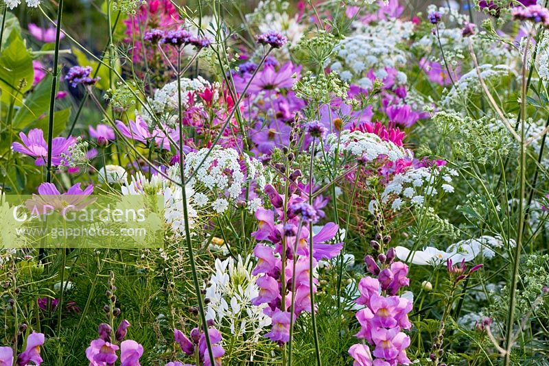 Ammi majus 'Queen of Africa', Antirrhinum majus 'Rocket F1 Orchid', Cleome spinosa 'Sparkler Rose', Cleome spinosa 'Sparkler White', Cosmos bipinnatus 'Sonata Rosa' and Verbena bonariensis