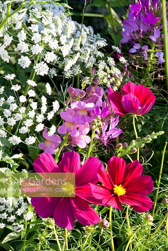 Ammi majus 'Queen of Africa', Antirrhinum majus 'Rocket F1 Orchid', Cleome spinosa 'Sparkler Rose' and Cosmos bipinnatus 'Sonata Carmin'