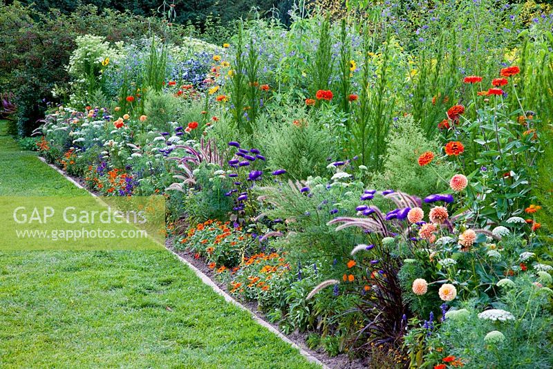 Mixed border with Ammi visnaga 'Blutenball', Artemisia capillaris 'Grune Feder', Callistephus chinensis 'Standy Dunkelblau', Eupatorium 'Elegant Feather', Helianthus annus 'Soraya', Lycianthes rantonnettii, Pennisetum setaceum 'Kupfer', Tithonia rotundifolia 'Goldfinger', Zinnia angustifolia 'Profusion Orange' and Zinnia elegans 'Benarys Riesen Orange'