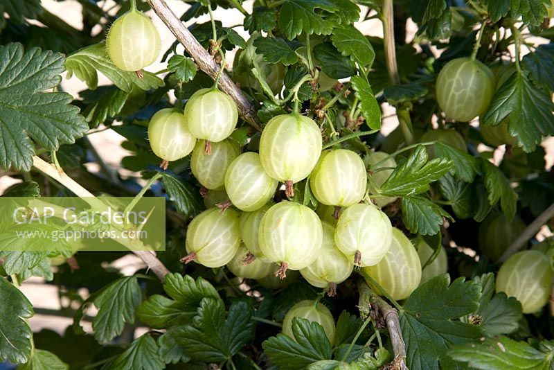 Ribes uva-crispa 'Invicta' - Gooseberry