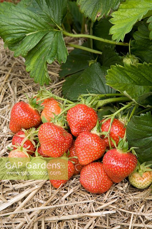 Fragaria x ananassa 'Hapil' - Strawberry