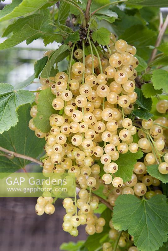 Ribes rubrum 'Blanka' - Whitecurrant