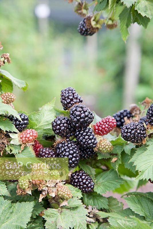 Rubus fruticosus 'Helen' - Blackberry