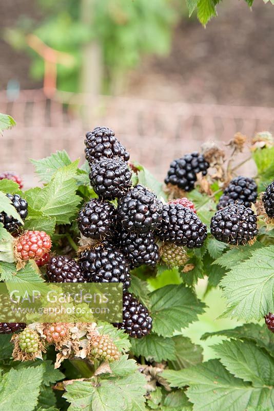 Rubus fruticosus 'Helen' - Blackberry