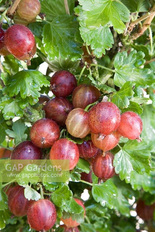 Ribes uva-crispa 'Pax' - Gooseberry