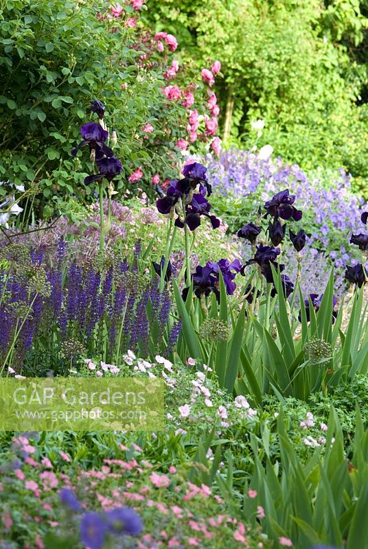 Bearded irises with Salvias, Geraniums and Rosa 'Sophie's Perpetual'. Newland End Gardens