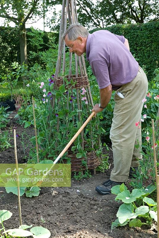 David Curry hoeing in the vegetable garden amonst the courgettes - Newland End, Essex