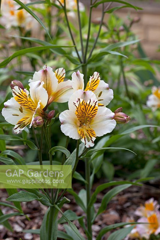 Alstromeria 'Apollo'