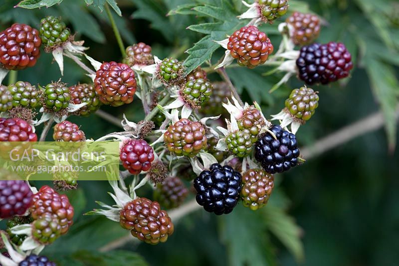 Rubus 'Oregon Thornless'