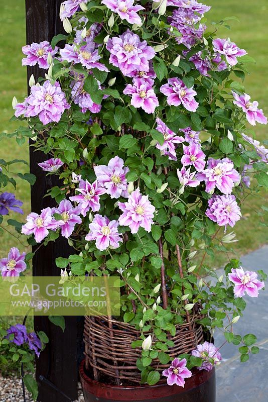 Clematis 'Piilu' in glazed pot with wicker plant support