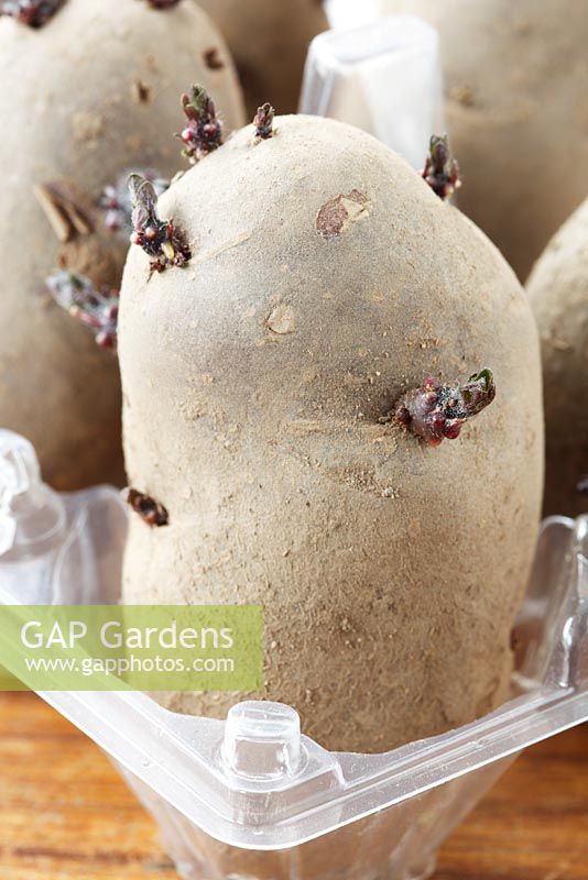 Solanum tuberosum 'Highland Burgundy Red' seed potatoes in plastic egg box