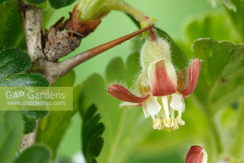 Ribes uva-crispa 'Careless' AGM - Gooseberry  Flower