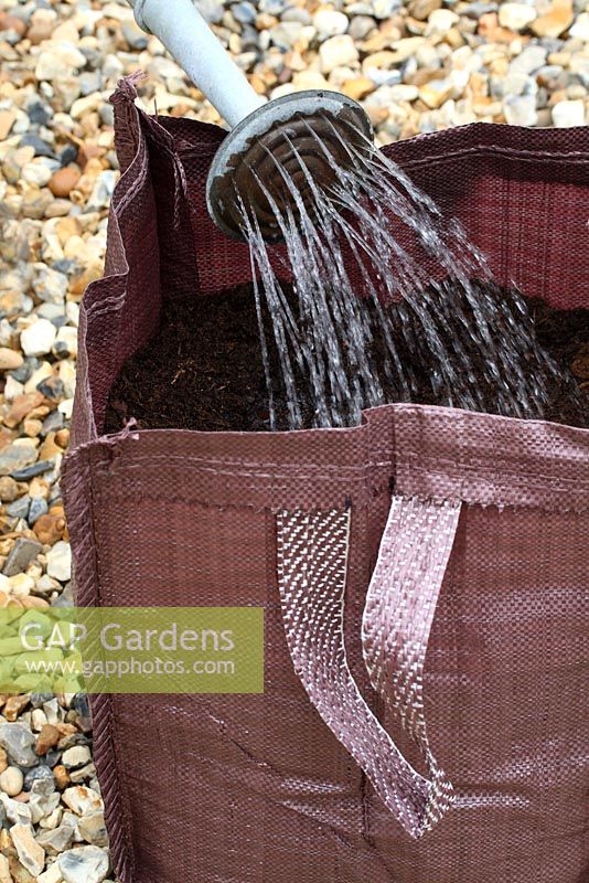 Step by step of planting seed potatoes 'Charlotte' in a growing bag - Having positioned 3 or 4 chitted seed potatoes on top of the compost, cover with a further 4-6 inches of compost and water well