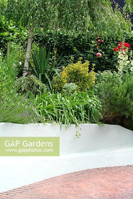 Raised border with Betula, Alcea, Lavandula and Rosmarinus in a town garden with a mediterranean feel