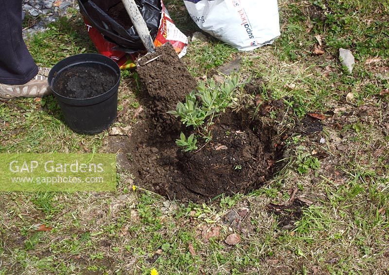 Lonicera caerulea Honeyberry - backfilling the planting hole