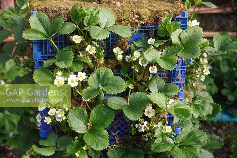Fragaria ananassa 'Albion' - everbearer Strawberry plants flowering in tiered planter 