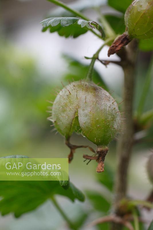 Sphaerotheca mors-uvae - American Gooseberry Mildew 