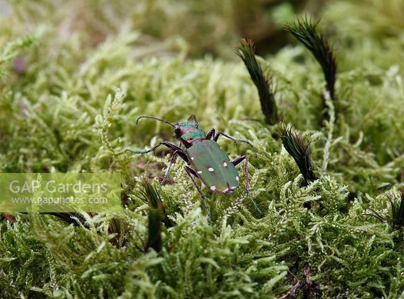Cicindela campestris - Green tiger beetle moving over moss back view