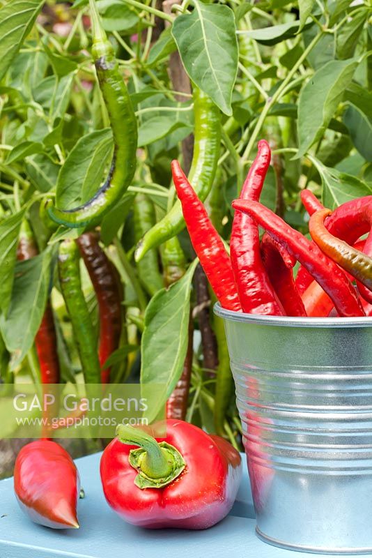 Capsicum annuum - Chilli peppers in  metal bucket 