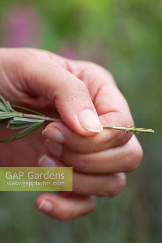 Propagation of lavender - Scrape the cutting with a sharp blade to create shallow wounds over the length of the stem that will be buried. This exposes more cambial tissue and increases your chances of success