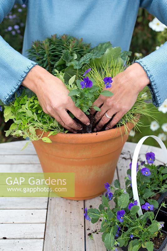 Step by step - Purple and green container with Euphorbia 'Baby Charm' , Viola 'Avalanche Blue', Festuca 'Golden Toupee', Origanum 'Aureum Gold' and Heuchera 'Marvelous Marble'