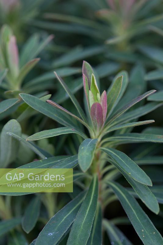 Step by step - Purple and green container with Euphorbia 'Baby Charm', Viola 'Avalanche Blue', Festuca 'Golden Toupee', Origanum 'Aureum Gold' and Heuchera 'Marvelous Marble'