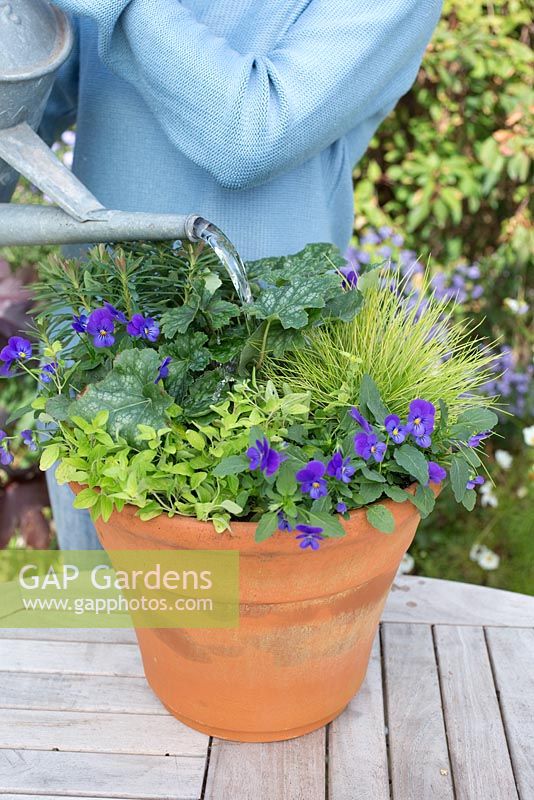 Step by step - Purple and green container with Euphorbia 'Baby Charm' , Viola 'Avalanche Blue', Festuca 'Golden Toupee', Origanum 'Aureum Gold' and Heuchera 'Marvelous Marble'