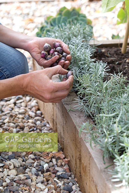 Planting Chionodoxa luciliaea and Scilla siberica in raised vegetable bed alongside lavender