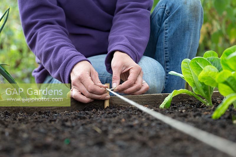 Step by step - Planting broad bean 'Aquadulce Claudia' in raised bed