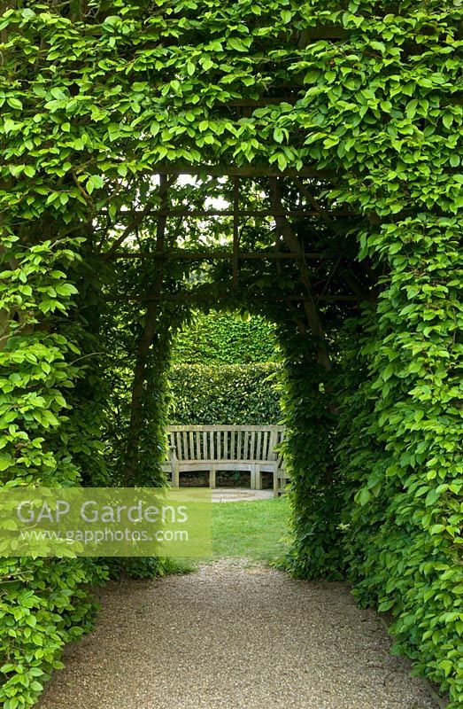Carpinus hedge with arch above gravel path, leading to wooden bench - East Ruston Old Vicarage