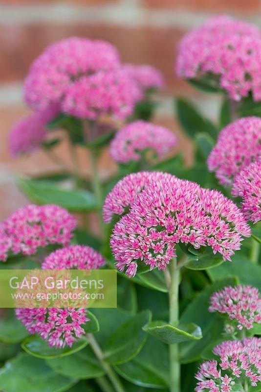 Step by step Pink autumn container with Sedum 'Autumn Joy' and Viola 'Matrix'