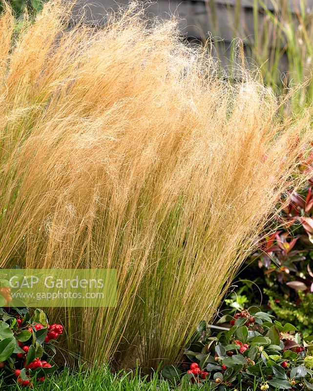 Stipa tenuissima 'Ponytails'