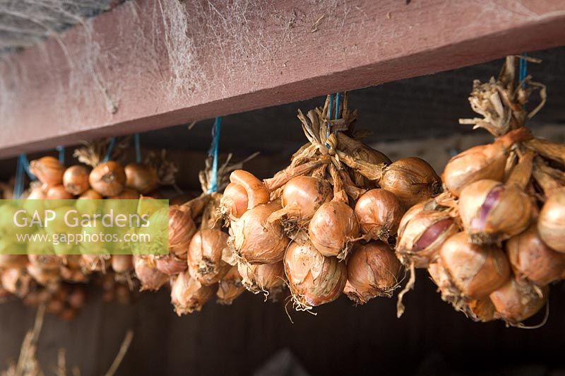 Bunches of shallots hanging to dry from shed rafters - Helmingham Hall