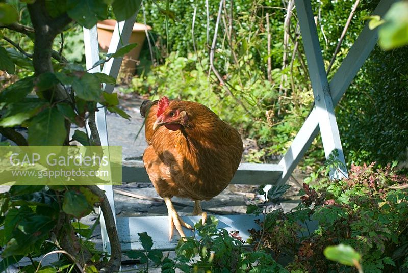 Domestic chicken in garden