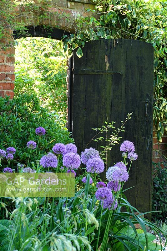 Allium aflatunense 'Purple Sensation' in border and rustic, wooden doorway leads to the front of the cottage - Sallowfield Cottage B&B, Norfolk