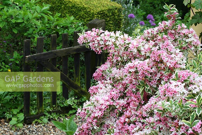 Variegated Weigela in full flower, rustic gate in background - Sallowfield Cottage B&B, Norfolk