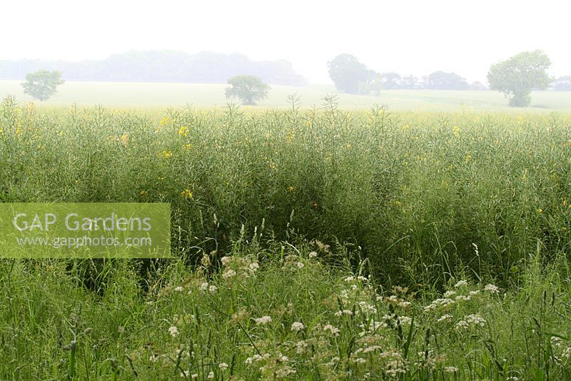 View from the boundary of a field of rapeseed with a grassland margin, particularly beneficial for hunting barn owls, on a misty morning - Sallowfield Cottage B&B, Norfolk