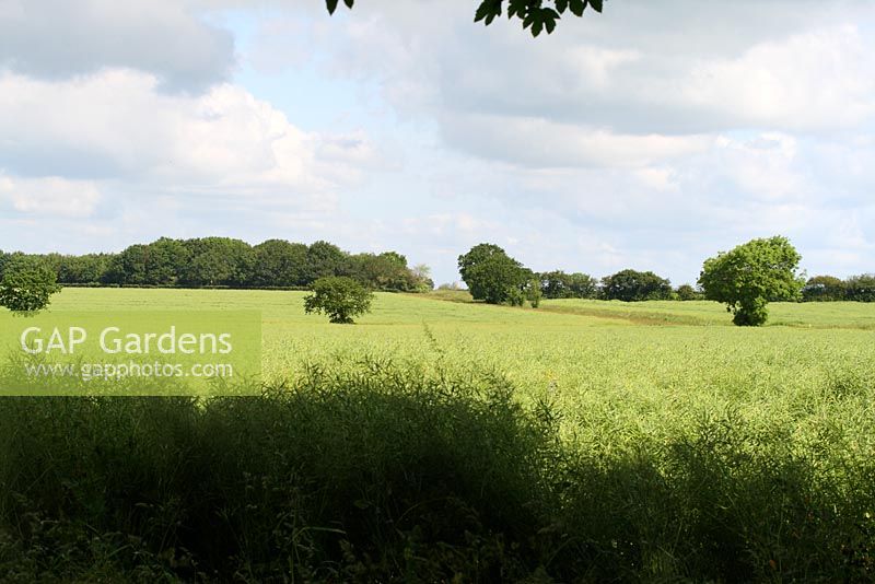View from the boundary of a field of rapeseed with a grassland margin. Wymondham Abbey can be seen on the horizon - Sallowfield Cottage B&B, Norfolk