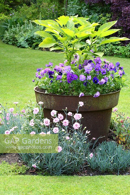 Rusted metal planter with Viola, Dianthus in small, central bed in lawn - Sallowfield Cottage B&B, Norfolk