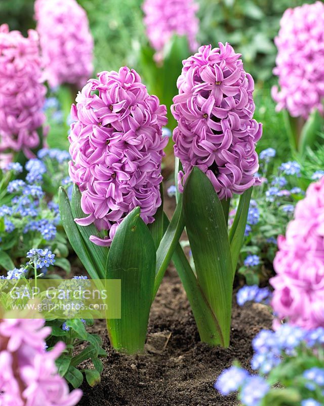 Hyacinthus 'Andorra'