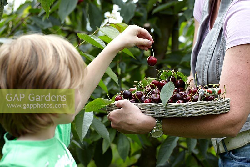 Family picking cherries