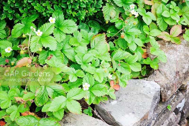 Alpine Strawberries clambering over old stone wall.