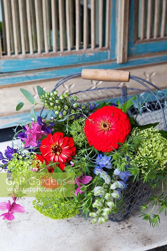 Country style flower arrangement in a wire basket with Zinnias, Hydrangea 'Annabelle' and Eringium.