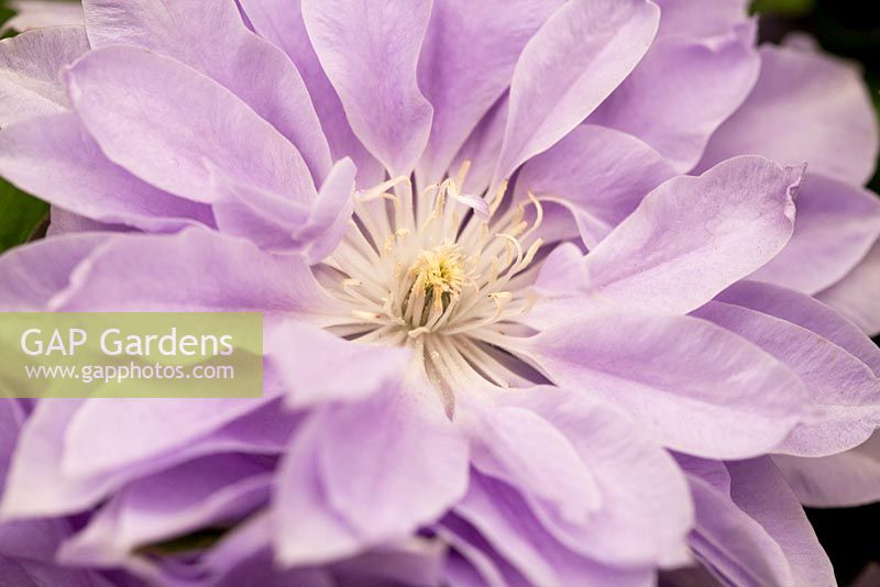 Clematis 'Denny's Double'
