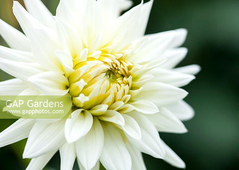 Dahlia 'Hillcrest Albino'