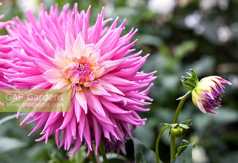 Dahlia 'Pink Jupiter'