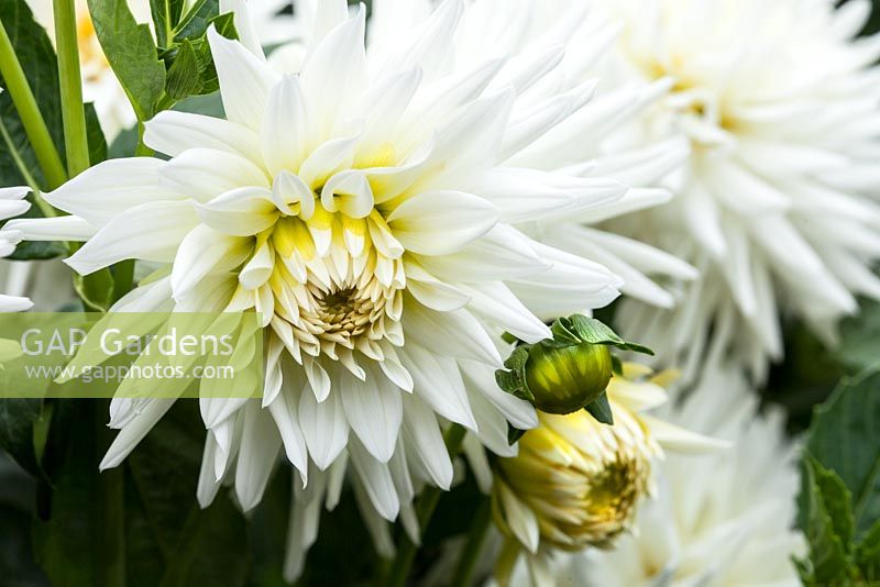 Dahlia 'Hillcrest Albino'